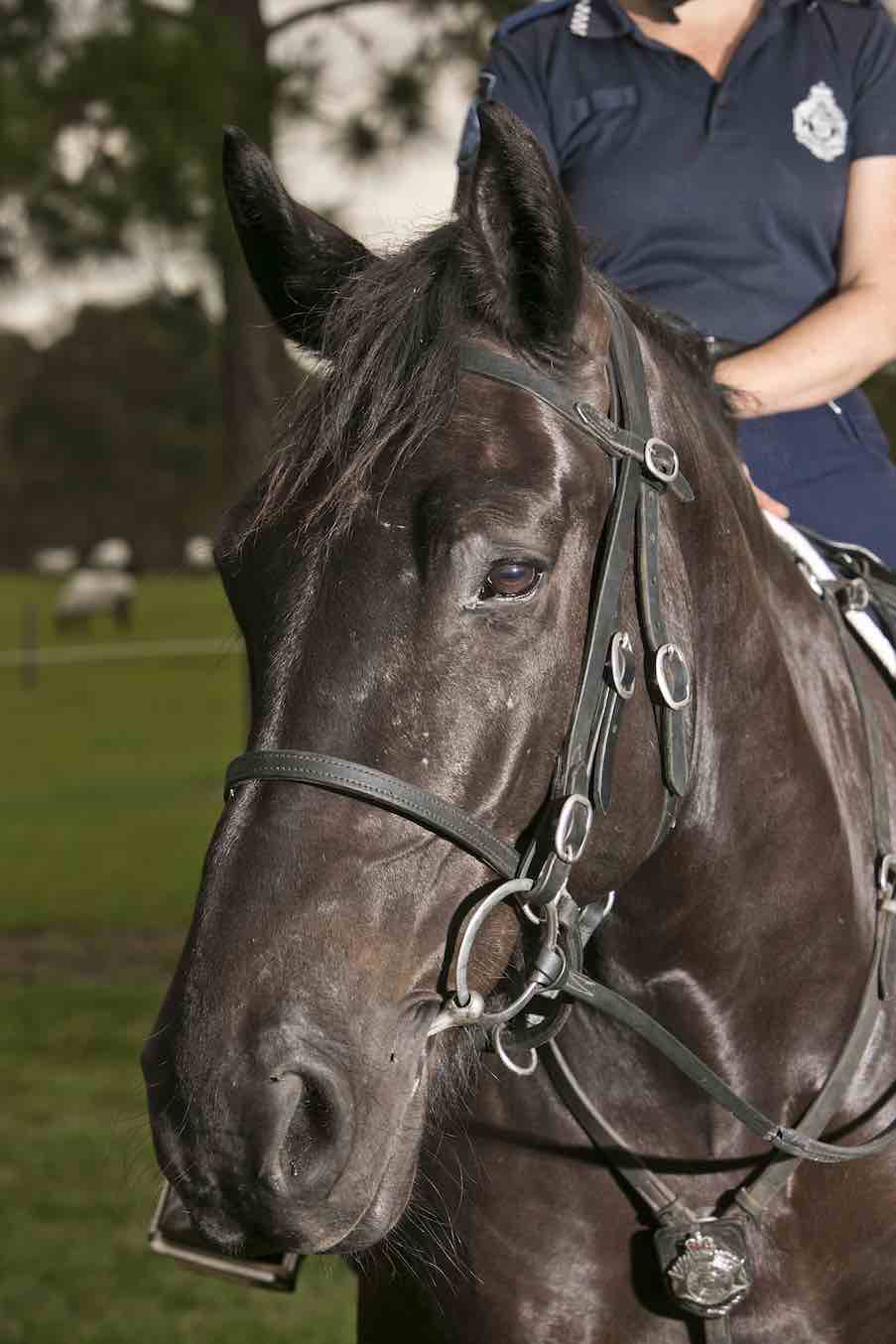 mounted police